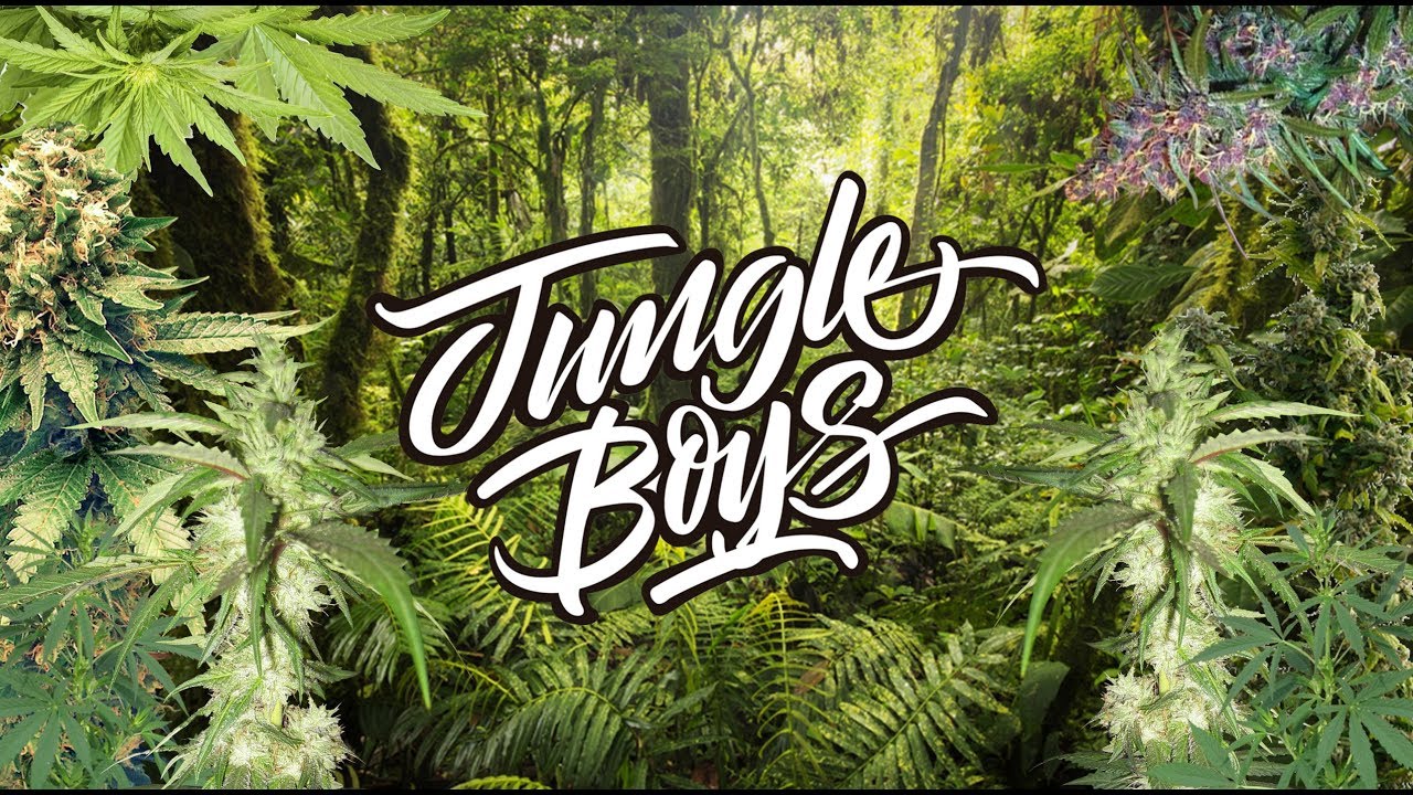 Jungle boys